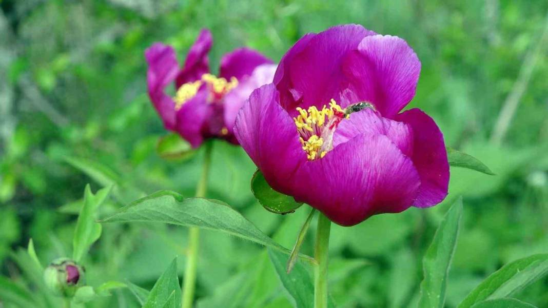 Şifa deposu fakat sadece 15 gün ömrü var! Ağrı kesici ve antioksidan etkiye sahip 21